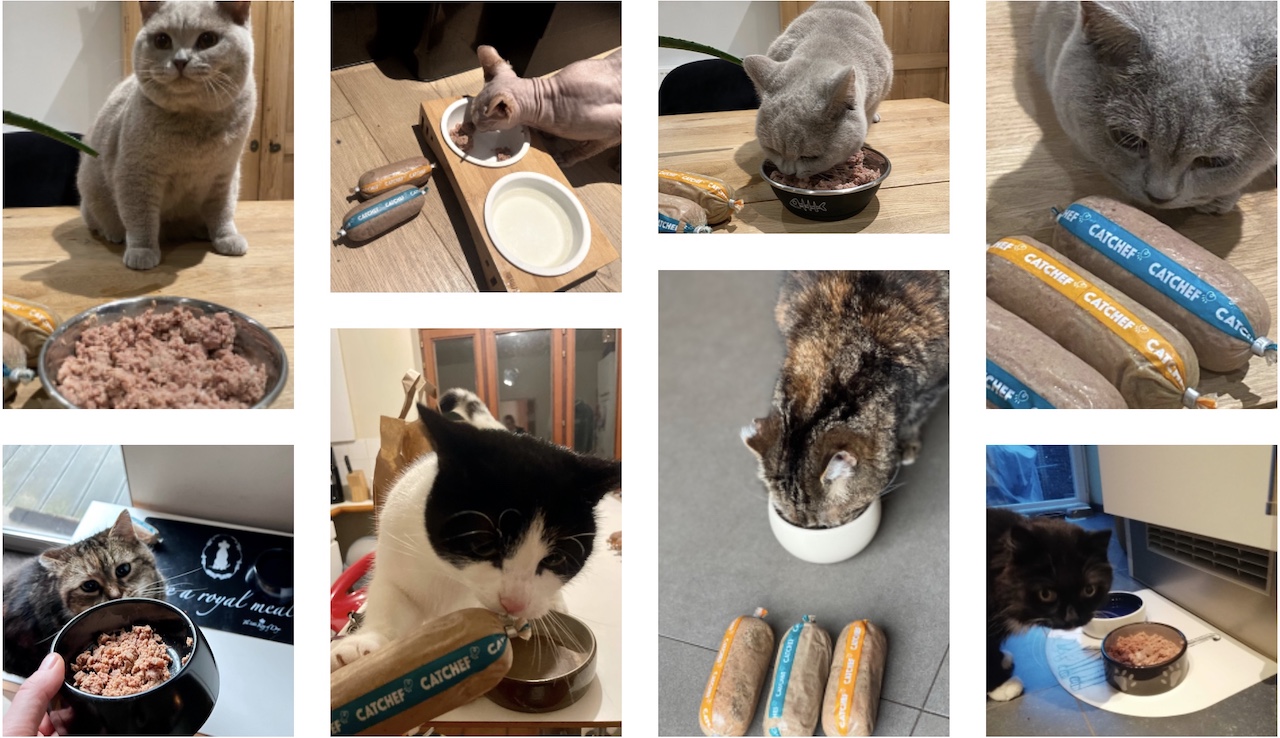 test clients cat chef alimentation chat