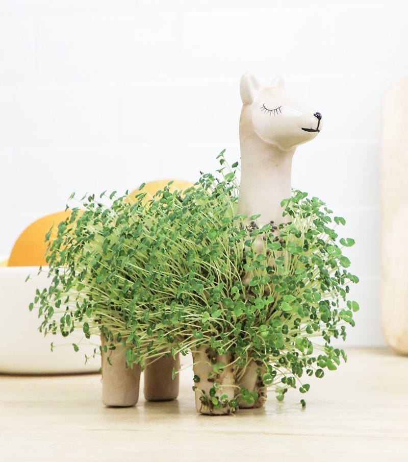 Lama en céramique blanche couvert d'une toison de pousses de chia vertes