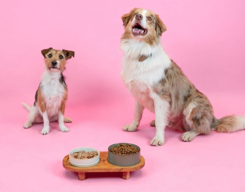 Deux chiens devant leurs gamelles de repas frais Dog Chef lors de notre test