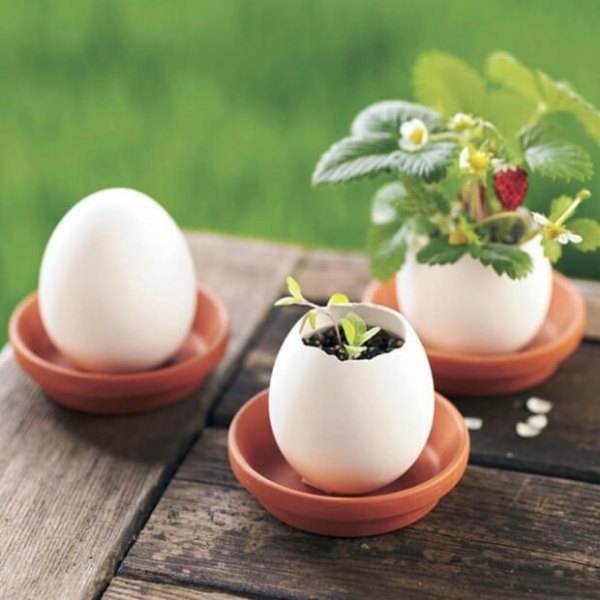 Œuf en céramique Eggling d'où pousse un plant de fraisier