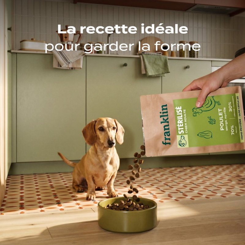 Teckel attendant devant sa gamelle pendant qu'on verse des croquettes Franklin pour chien stérilisé dans une cuisine