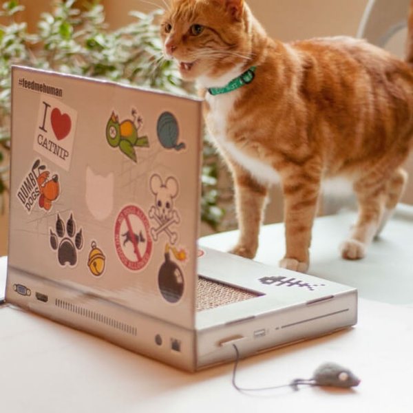 Chat roux debout sur un grattoir en carton en forme d'ordinateur portable couvert de stickers