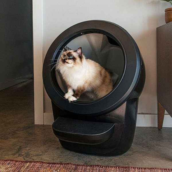 Chat assis dans la litière autonettoyante Litter-Robot 4 noire de forme ronde